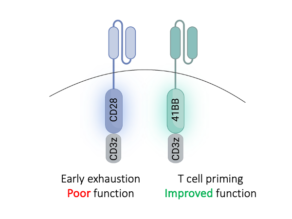 Antigen-independent activation enhances the efficacy of 4-1BB-costimulated CD22 CAR T cells