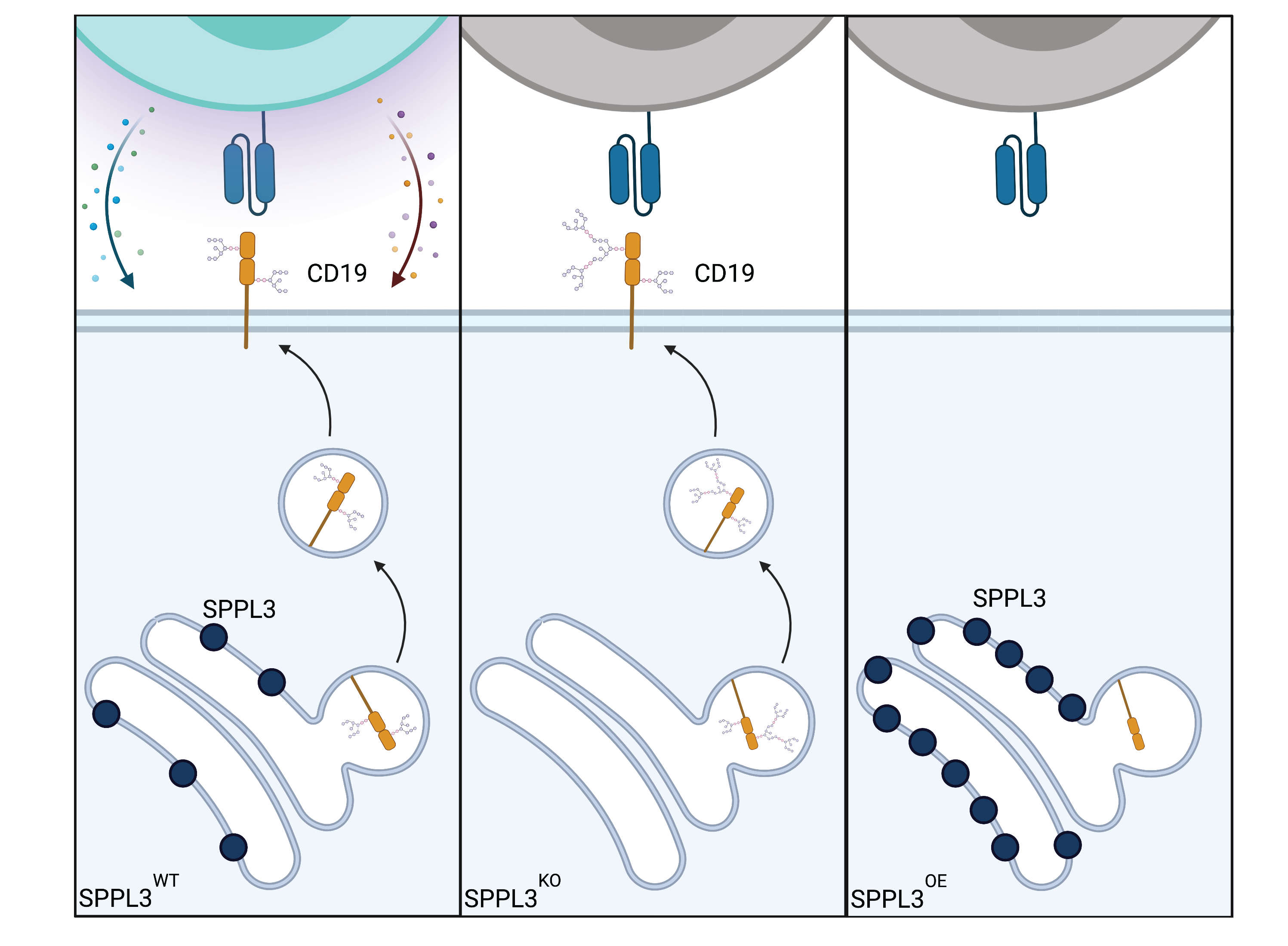 Antigen glycosylation regulates efficacy of CAR T cells targeting CD19