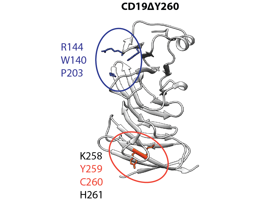 Discovery of a novel genomic alteration that renders leukemic cells resistant to CD19-targeted immunotherapies