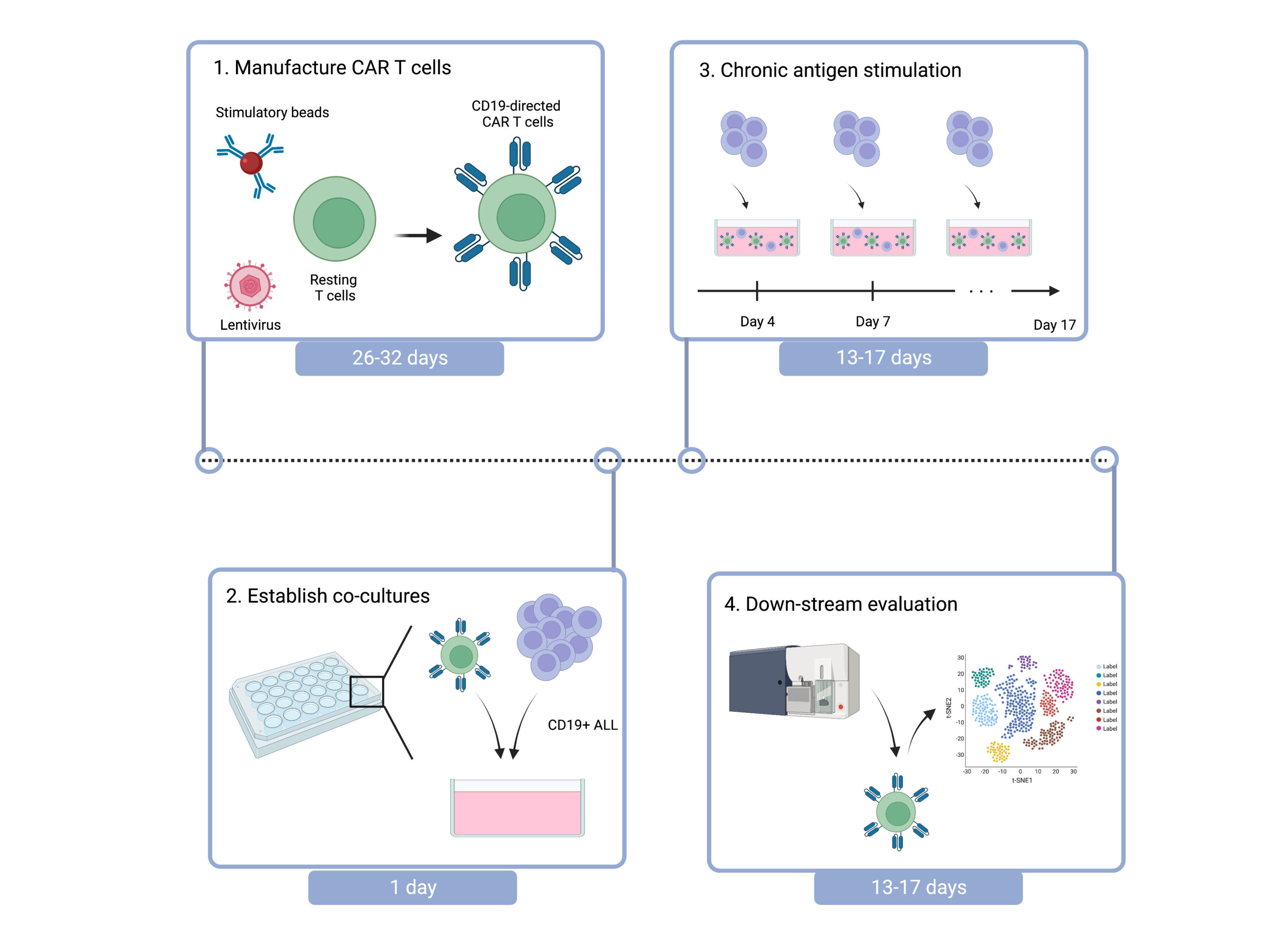 Inducing T cell dysfunction by chronic stimulation of CAR-engineered T cells targeting cancer cells in suspension cultures