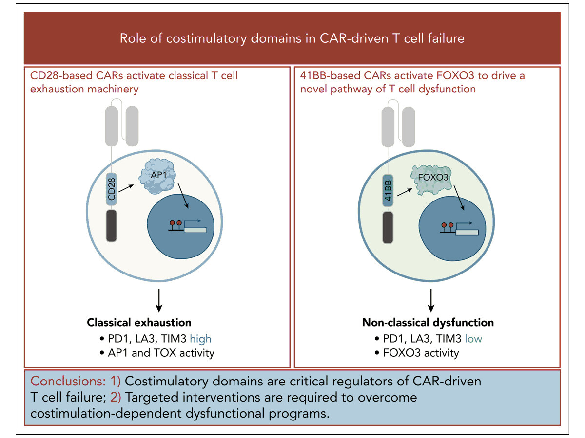 Costimulatory domains direct distinct fates of CAR-driven T-cell dysfunction