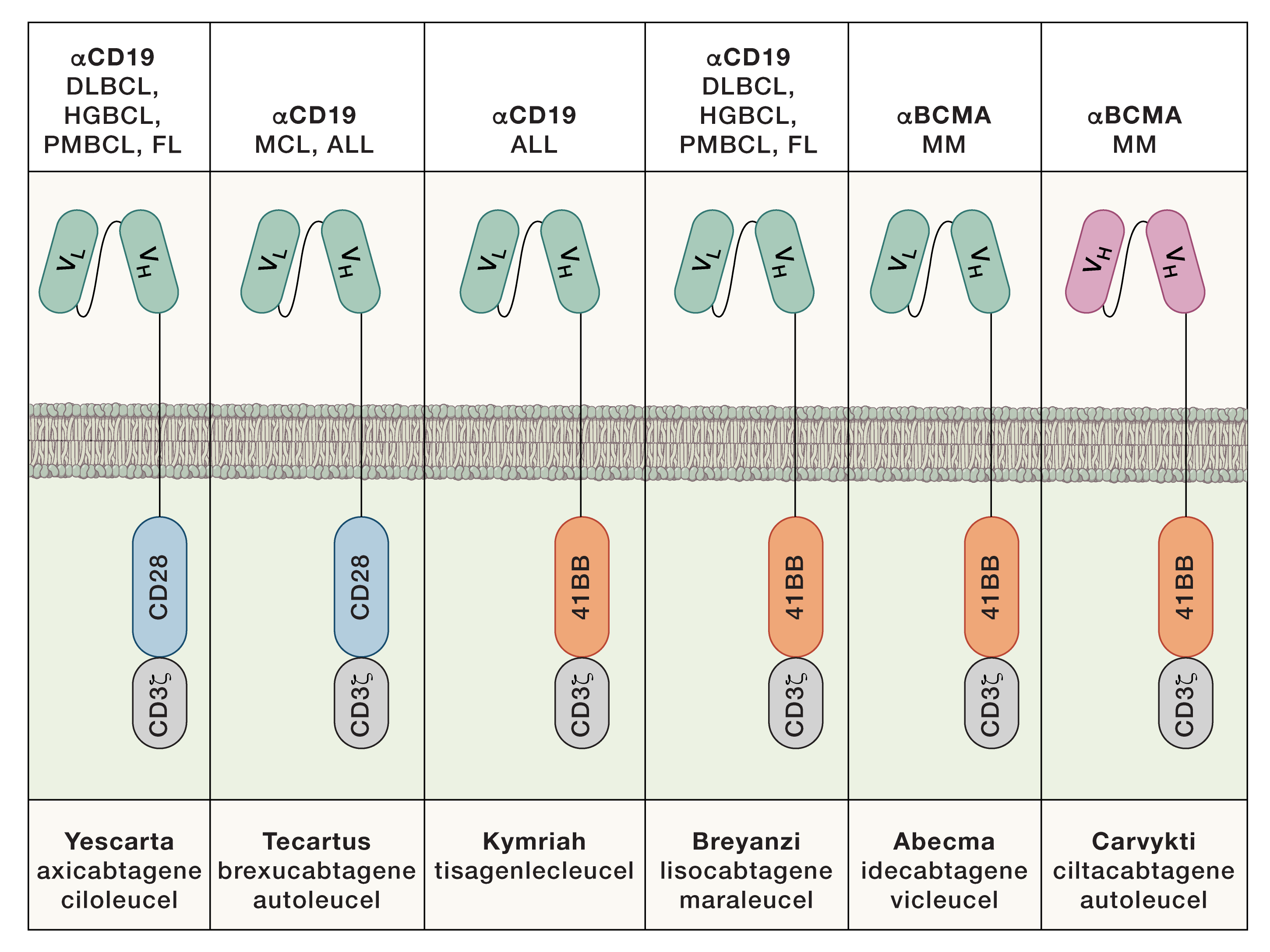 Synthetic manipulation of the cancer-immunity cycle: CAR-T cell therapy