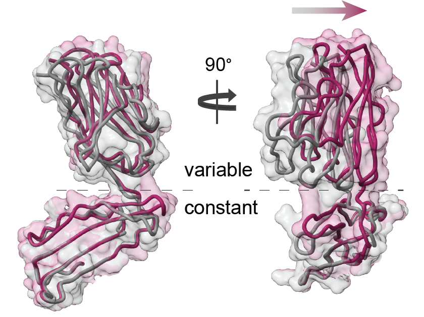 Rational Protein Engineering to Enhance MHC-Independent T-cell Receptors