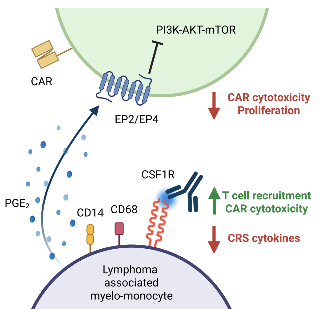 Disarming myeloid resistance in CAR T therapy