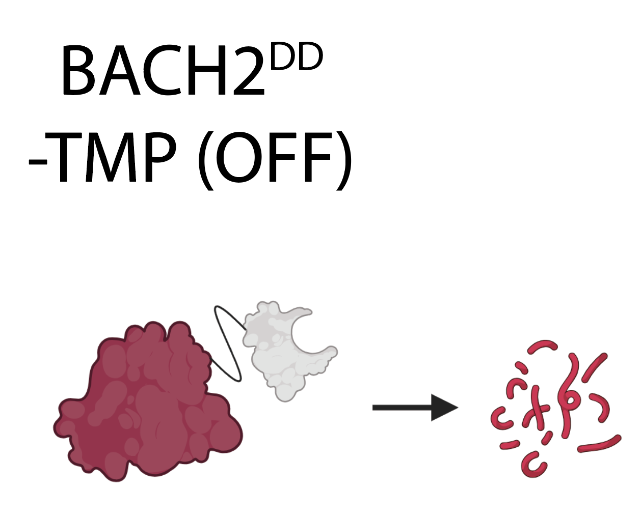 BACH2 regulates T cell lineage state to enhance CAR T cell function